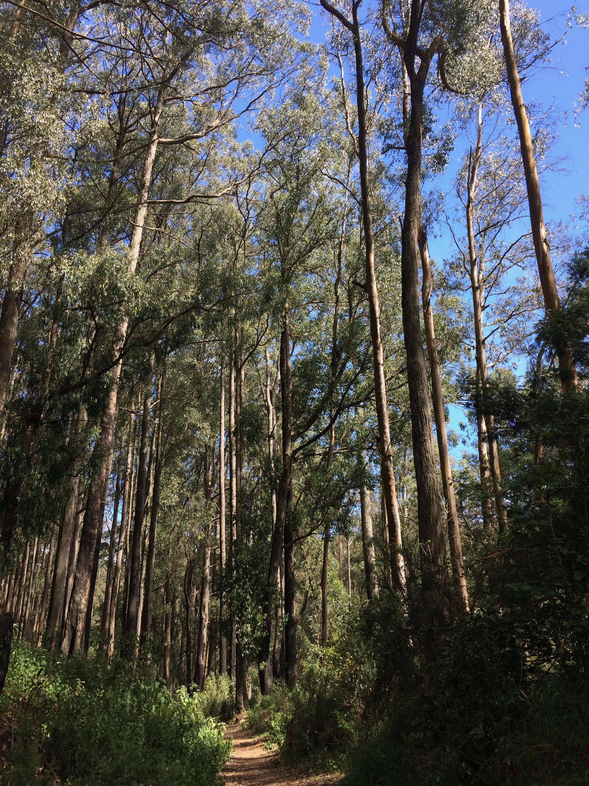 Canopy of Nilgiri forest